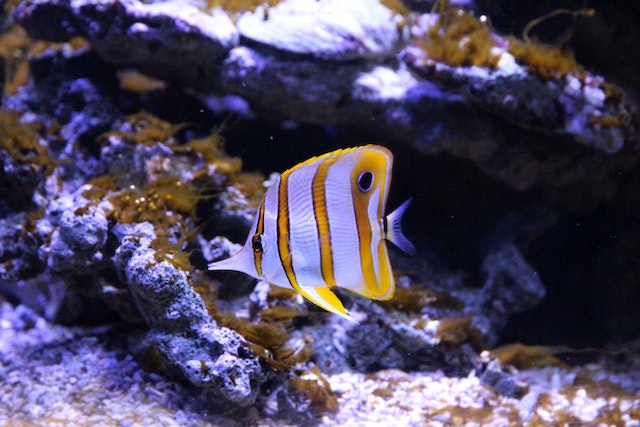 Maintaining a Healthy Aquarium Guide for Beginners